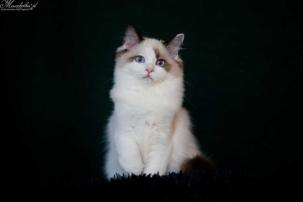 Ragdoll, śliczna koteczka seal bicolor z rodowodem FPL