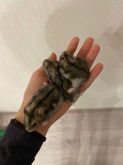 Джунгарікі хомячки