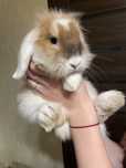 Продам кролика mini lop