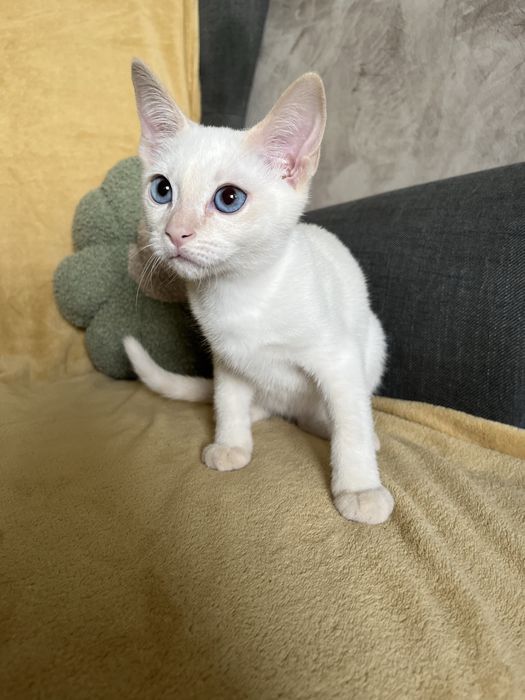 Kocurek tajski Geralt z legalnek hodowli