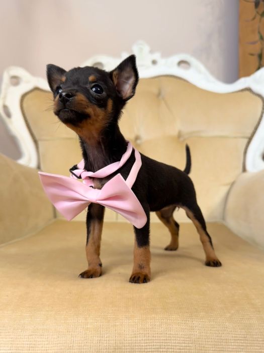 Pinczer miniaturowy (nie ratlerek)