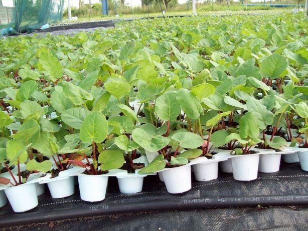Sadzonki rabarbaru , karpy rabarbaru , rabarbar in vitro