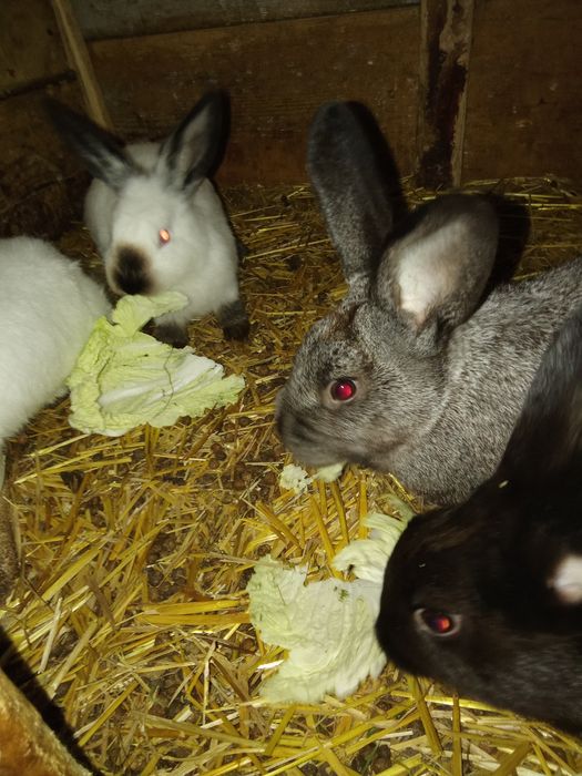 Sprzedam króliki.