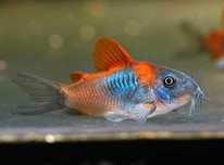 Kirysek Venezuela Orange Barracuda Dębica