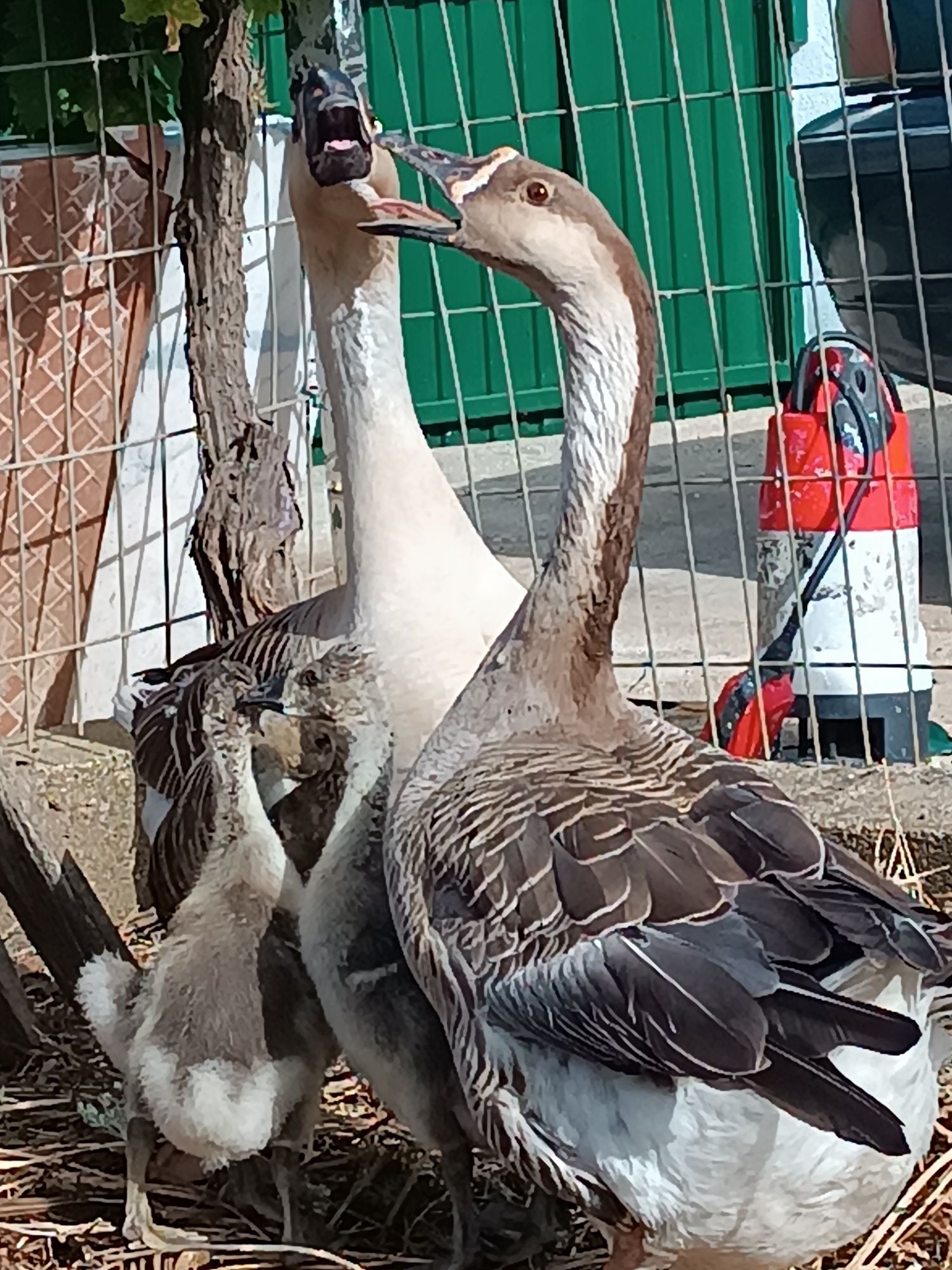 Casal Ganso africano