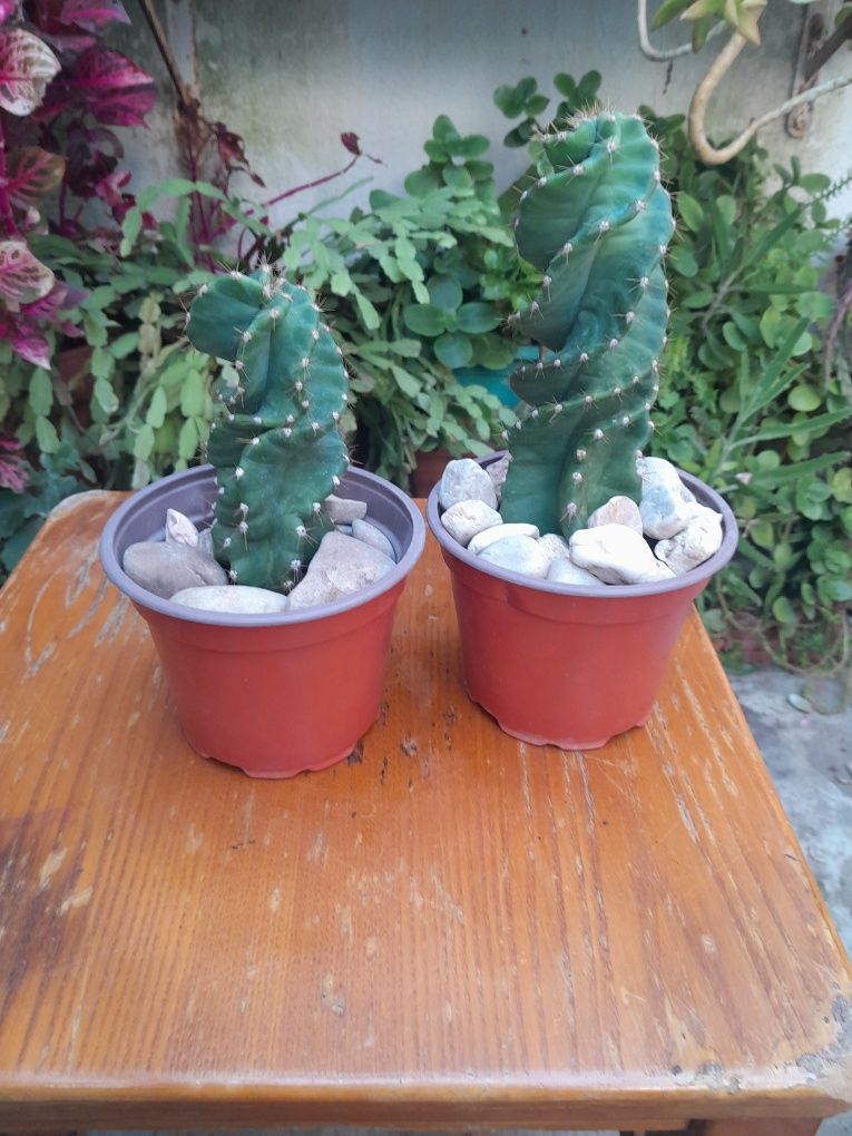 Cereus Peruvianos– Trtuosus– (Cacto Parafuso/Rosca)