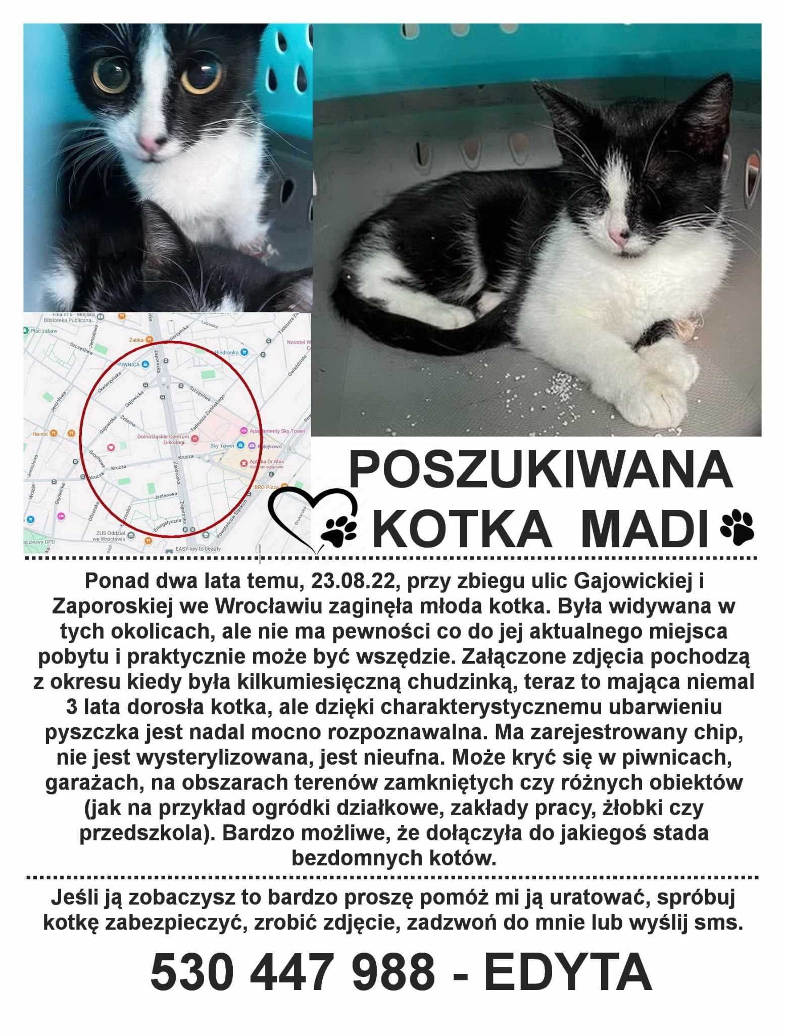 Kotka odnaleziona , teraz szuka domku.