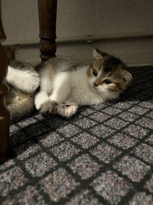 Кошенятка плюшеві безкоштовно