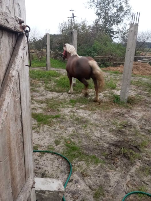 Klacz zimnokrwista z licencją