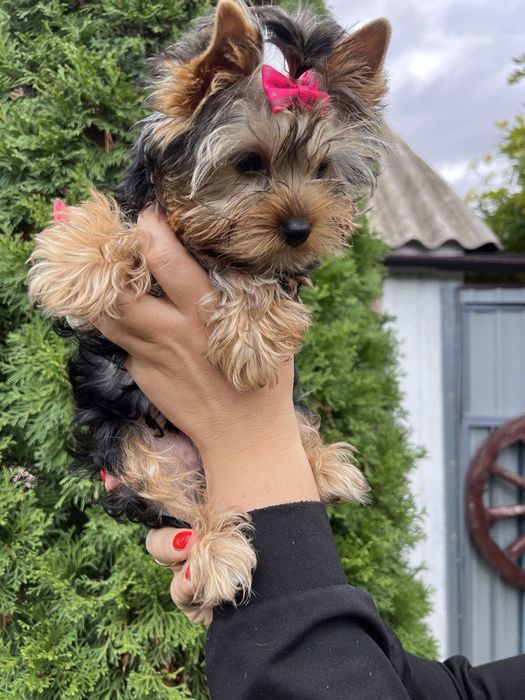 Мини девочка  йорочка ищет семью