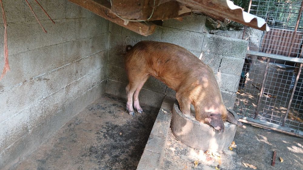 Vendo varios porcos caseiros para criar ou matar todos adultos tenho 6
