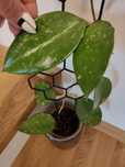 Hoya Pottsii splash cała roślina