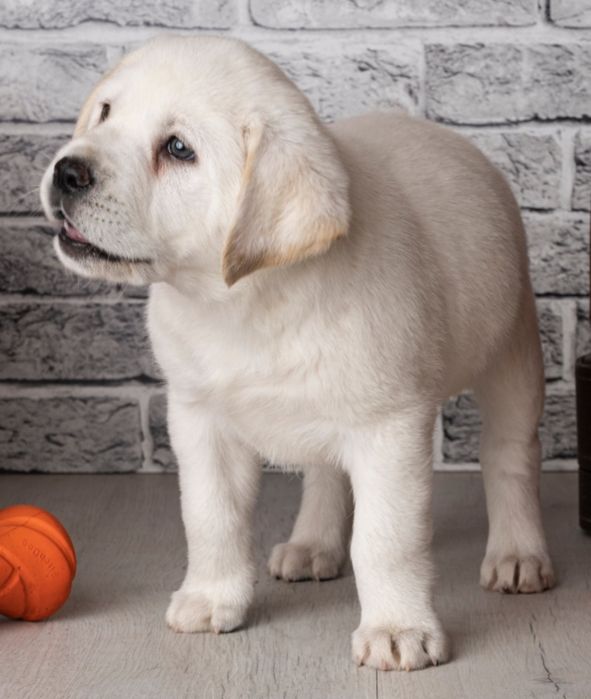 Лабрадор шоколад, коричневий білий Чорний Лабрадор Ретрівер Є Доставка