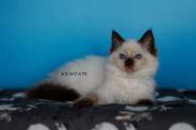 Kotka ragdoll,chabrowe oczy,już do odbioru