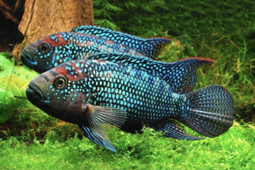 Цихлазома Джэк Демпси Биоцелатум Американские Цихлиды