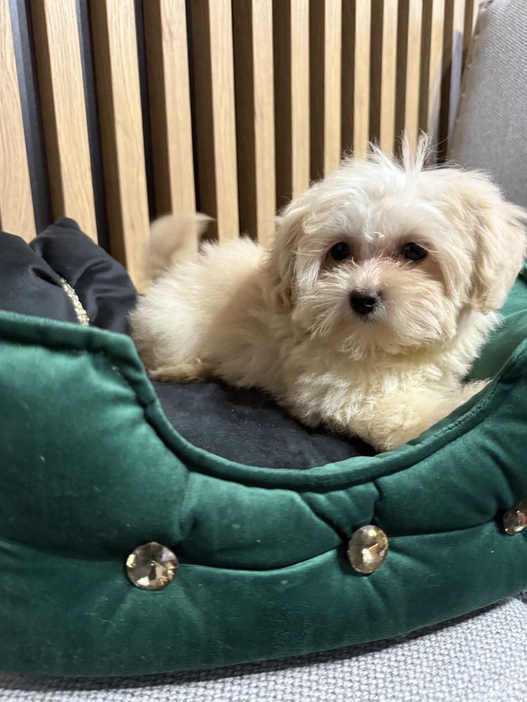 Maltipoo F1 GOTOWE DO ODBIORU tata pudel toy, mama maltańczyk