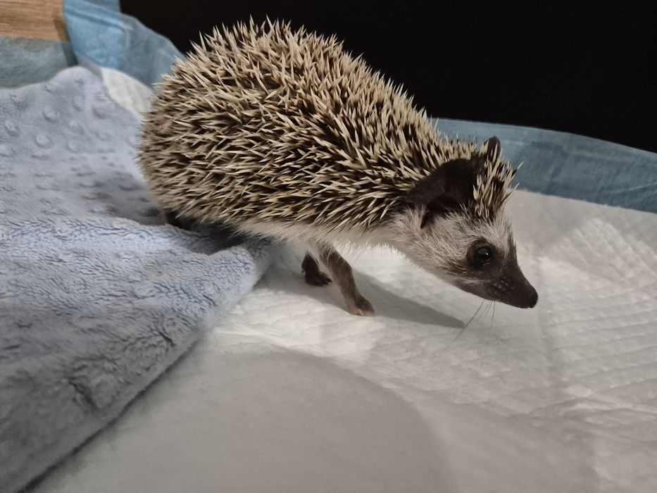 Sprzedam Jeża Pigmejskiego