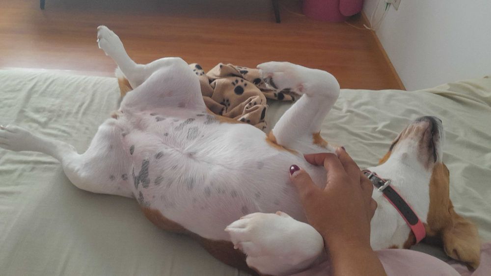 Cuido do seu patudo – Mi Cuida Pets / Coimbra