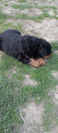 Piesek rottweiler