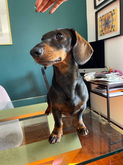 Teckel macho procura menina