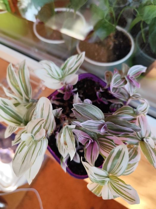 Традесканция (ассорти из трёх видов)