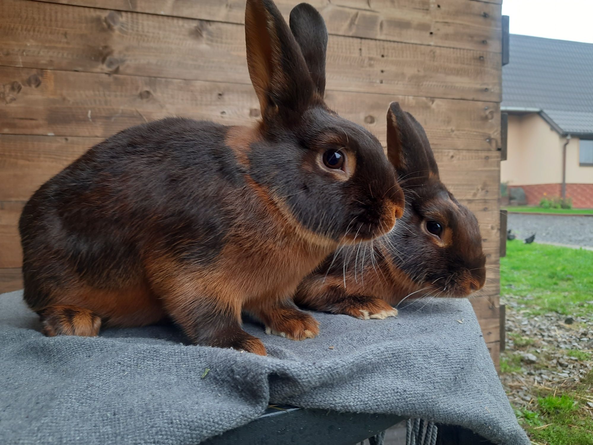 Króliki podpalane krolik podpalany hawana