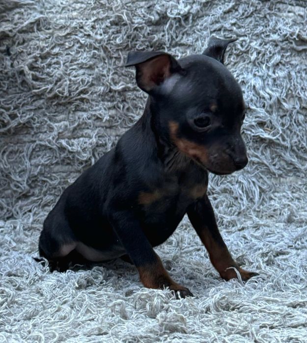 Pinscher miniatura  preto afogueado
