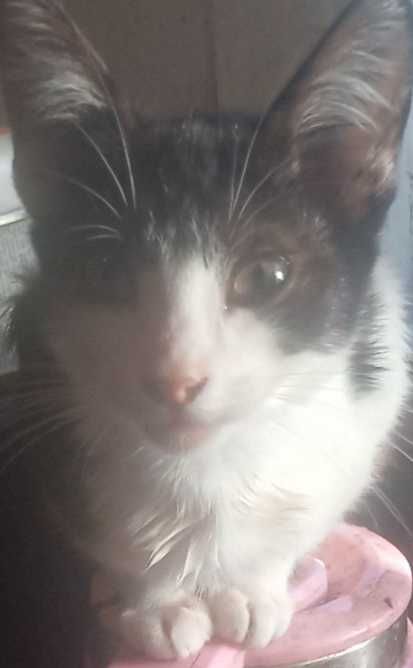 Безкоштовно котик