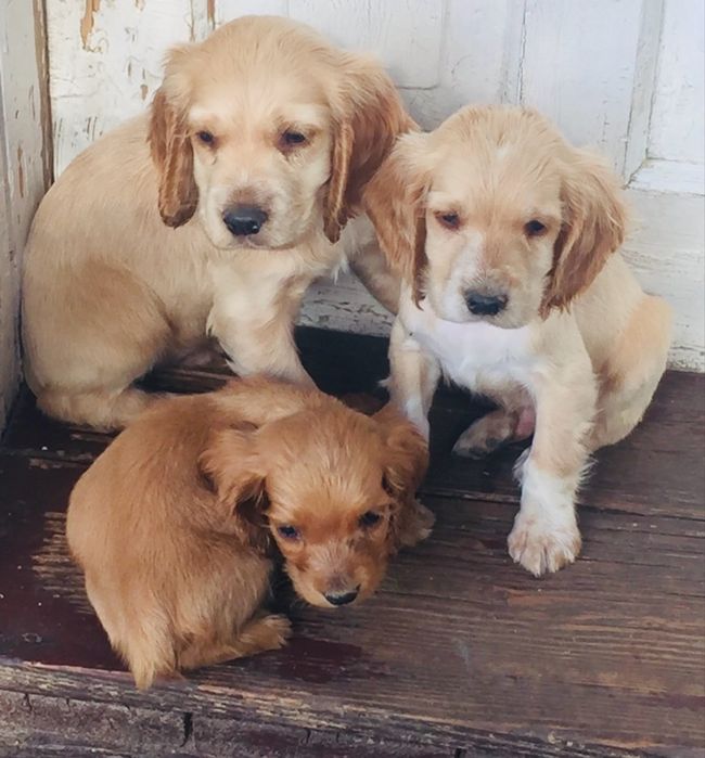 Продаються цуценята кокер спанієля