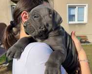 Cane Corso Mocny Pies