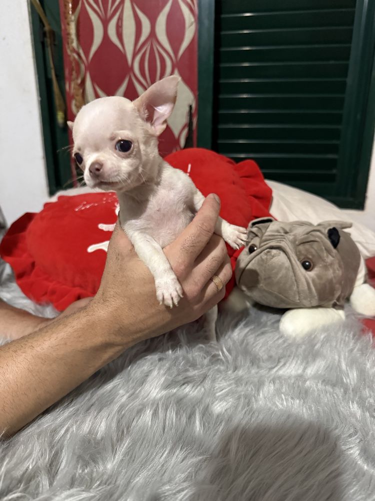 Menino Chihuahua mini mini , branquinho