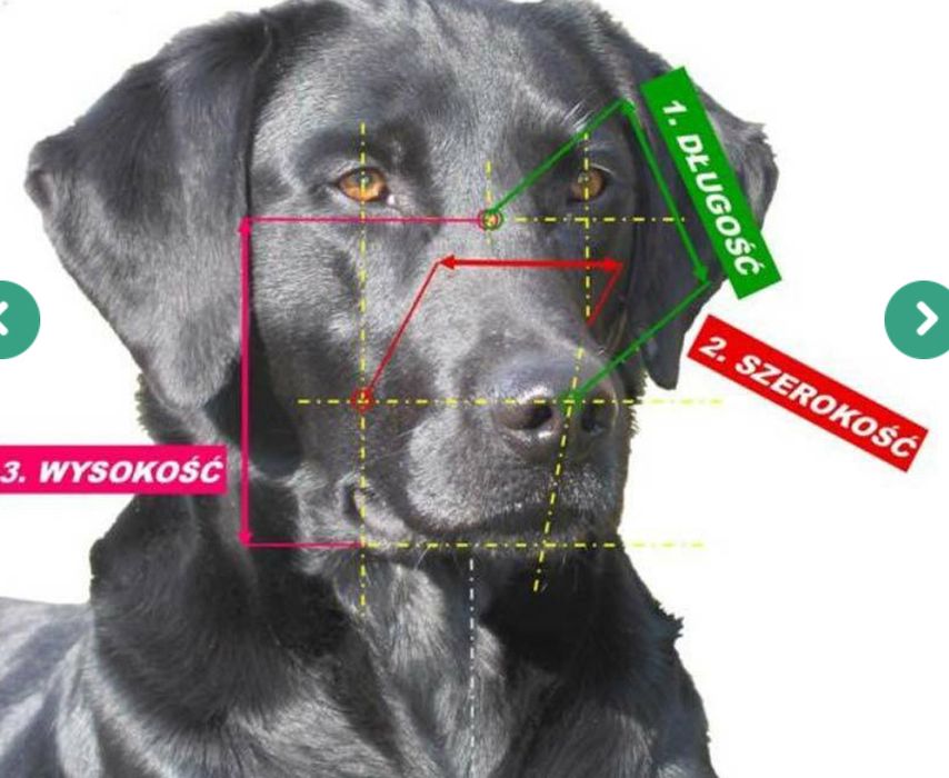 Profesjonalny Kaganiec CHOPO