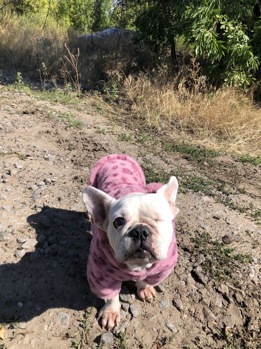 Французький бульдог