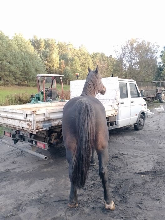 Klacz Śląska Pochodzenie