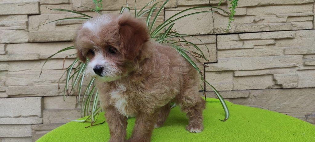 Maltipoo piesek z certyfikatem pochodzenia plus paszport