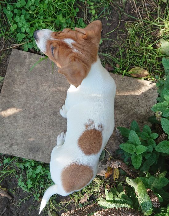 Szczeniak Peggy suczka Jack Russell Terrier Koszalin