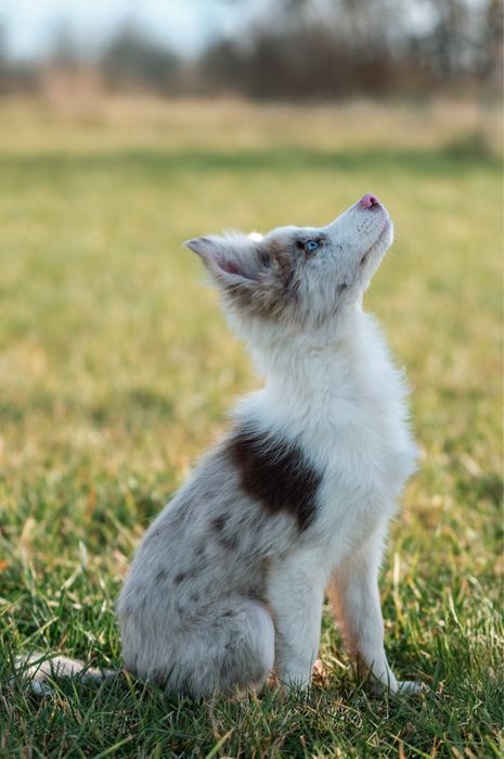 Suczka Border Collie Red Merle Sunia ZKwP