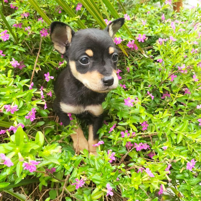 Pinscher fêmea belíssima