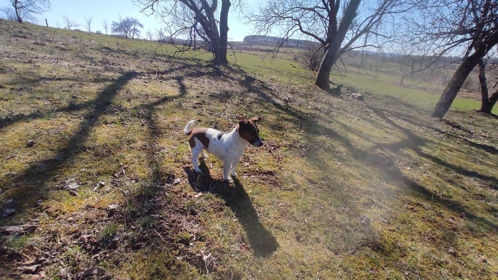 В'язка, кобель Джек-Рассела терьєр