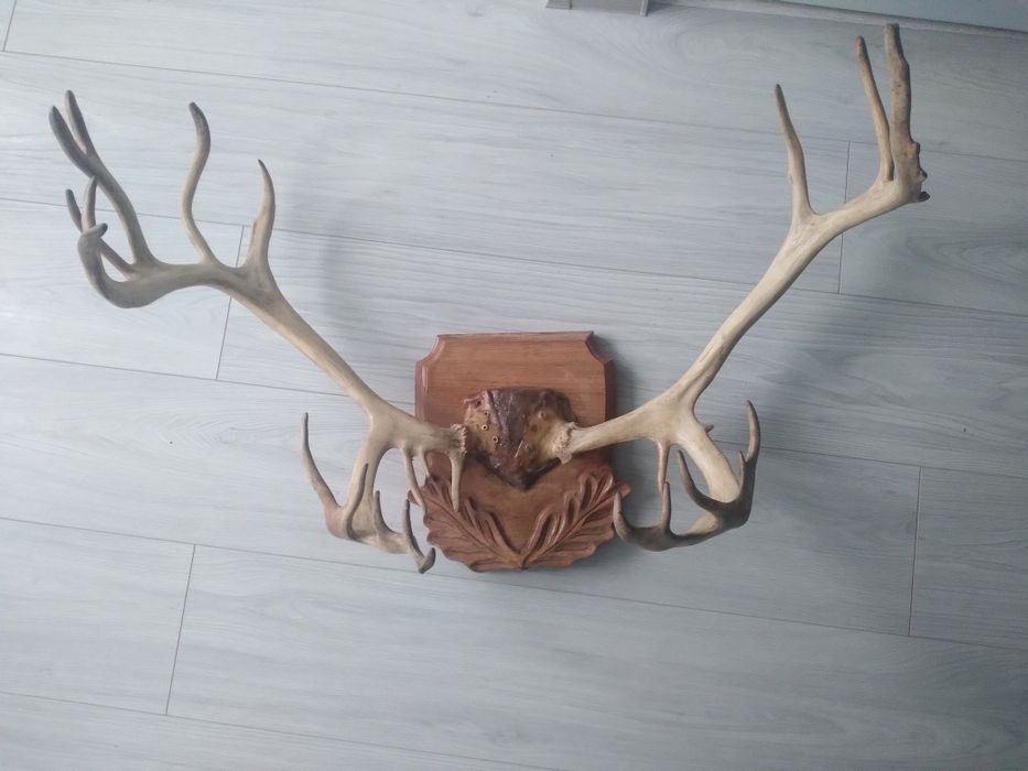 Продам роги оленя