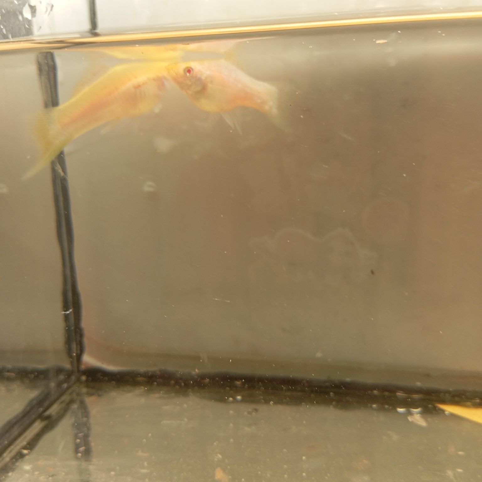 Mieczyki Albino białe para