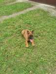 Owczarek Belgijski Malinois