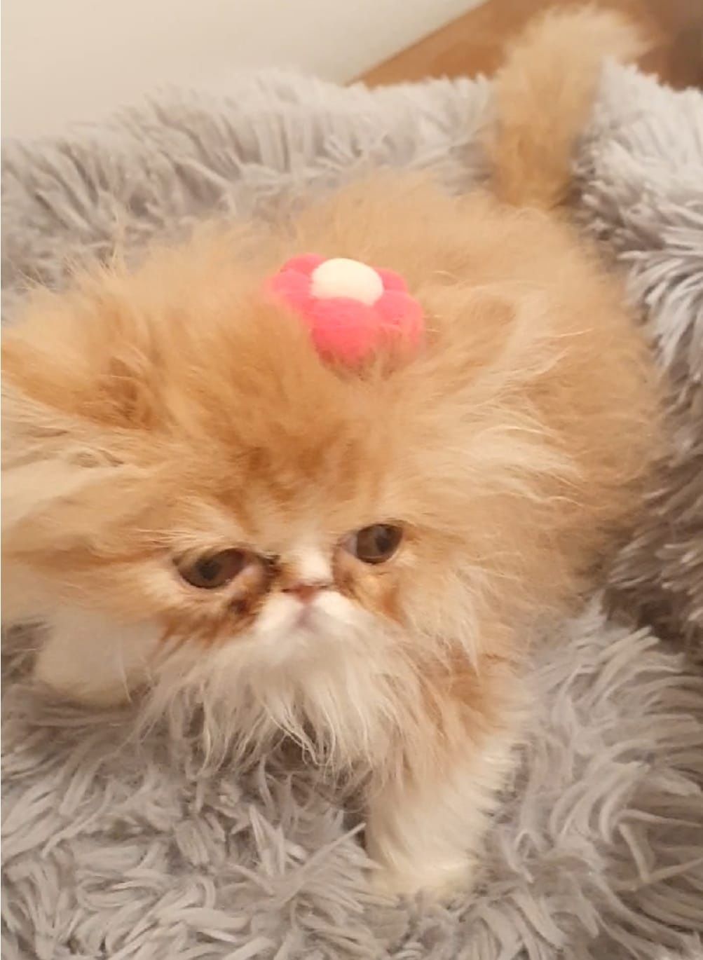 Gatinha persa bebe