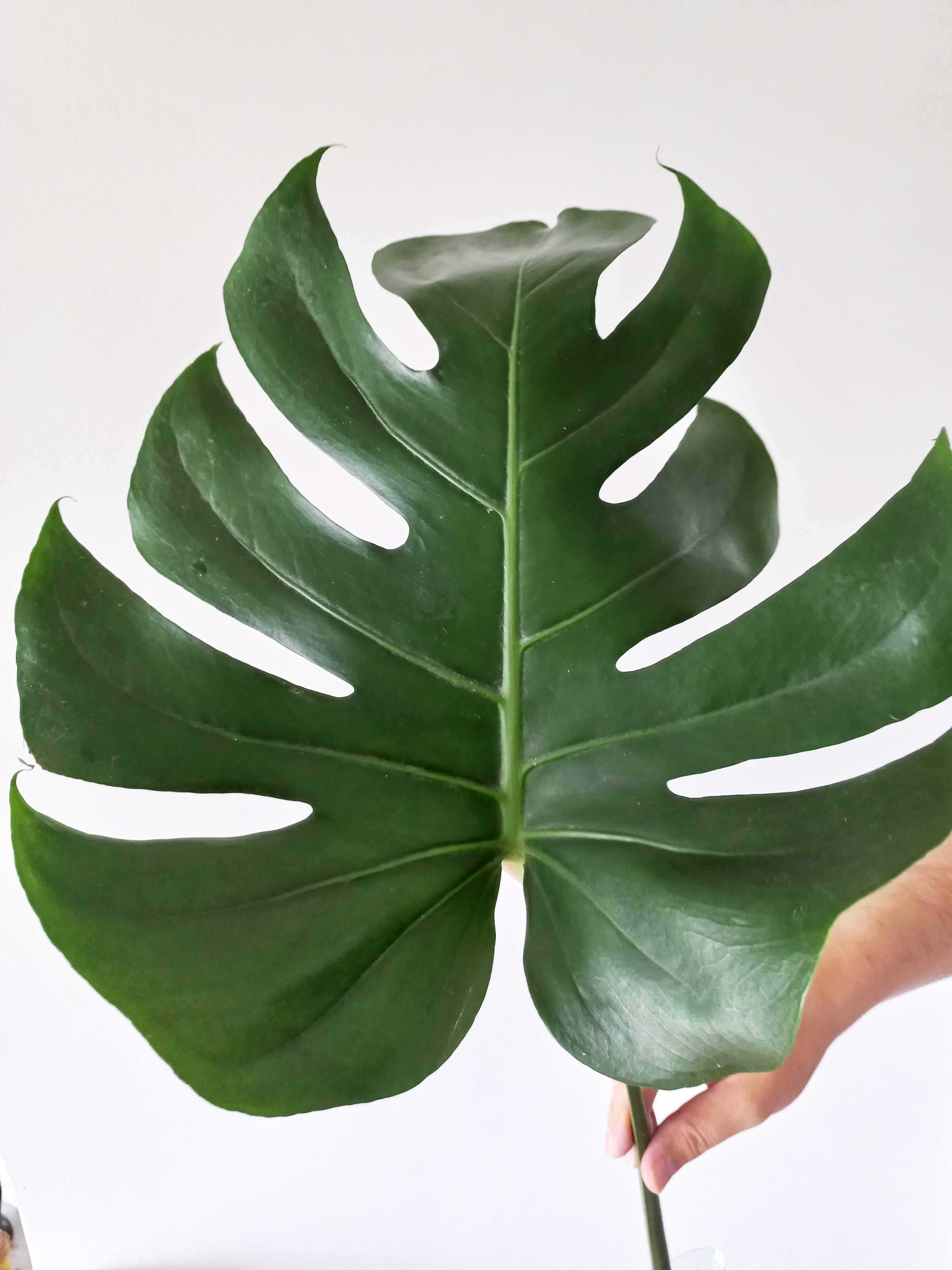 Monstera deliciosa – sadzonki z ogromnymi liśćmi.