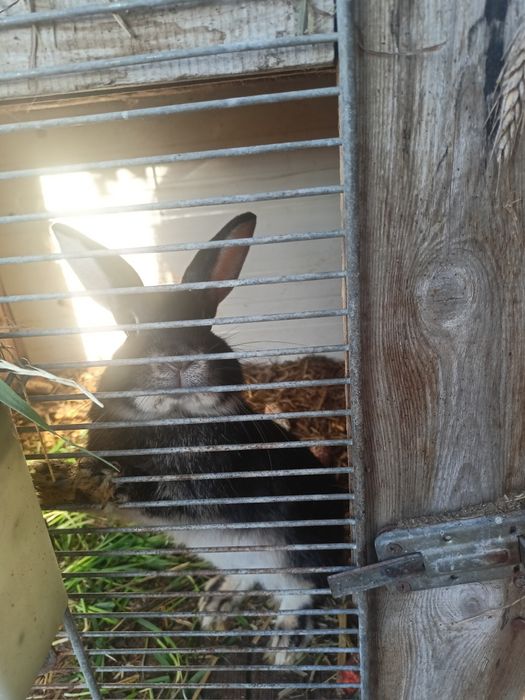 Króliki miniaturki większe