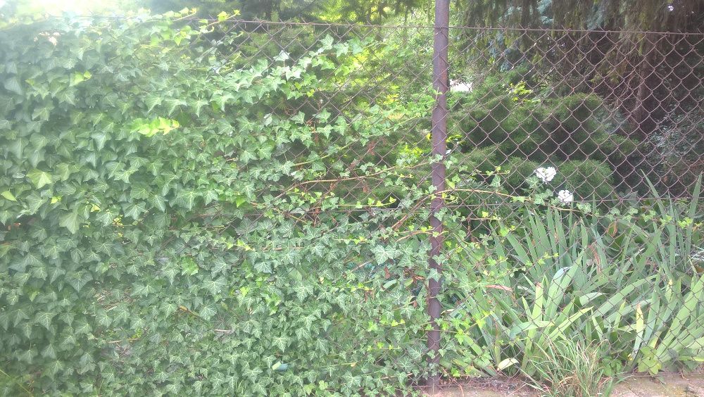 Bluszcz pospolity hedera helix na mur siatkę skarpę