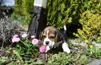 Szczeniak Beagle ZKwP (FCI) po championie