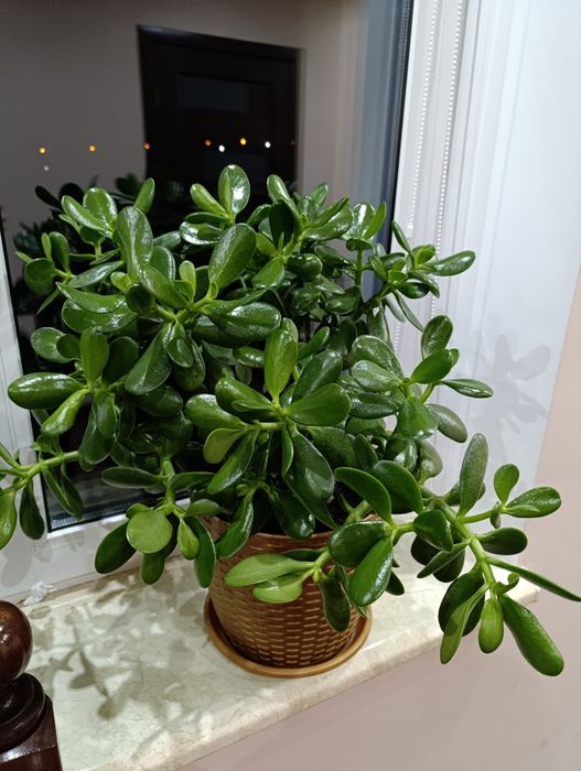 Грошове дерево (денежное)