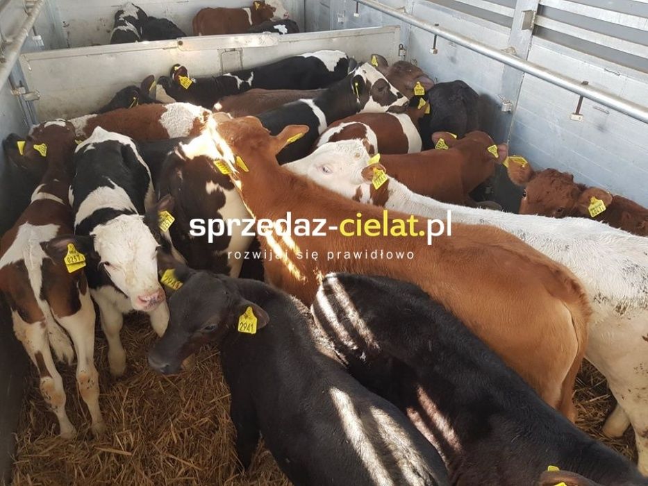 Krajowe CIELAKI cielęta byczki mięsne kolor jałówki sprzedaż POLSKIE