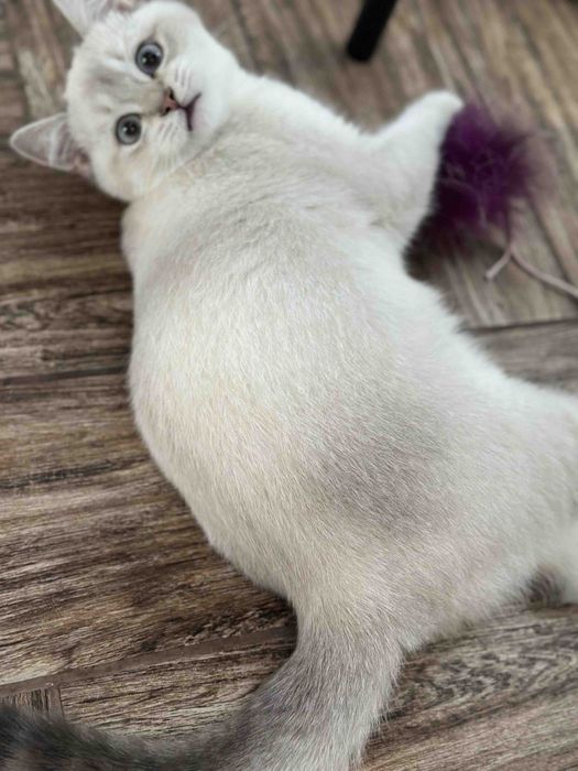 Котик шотландської породи